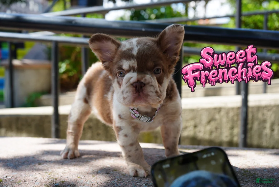 French Bulldog dogs for sale: CHERRYBLOOM - Ad 2