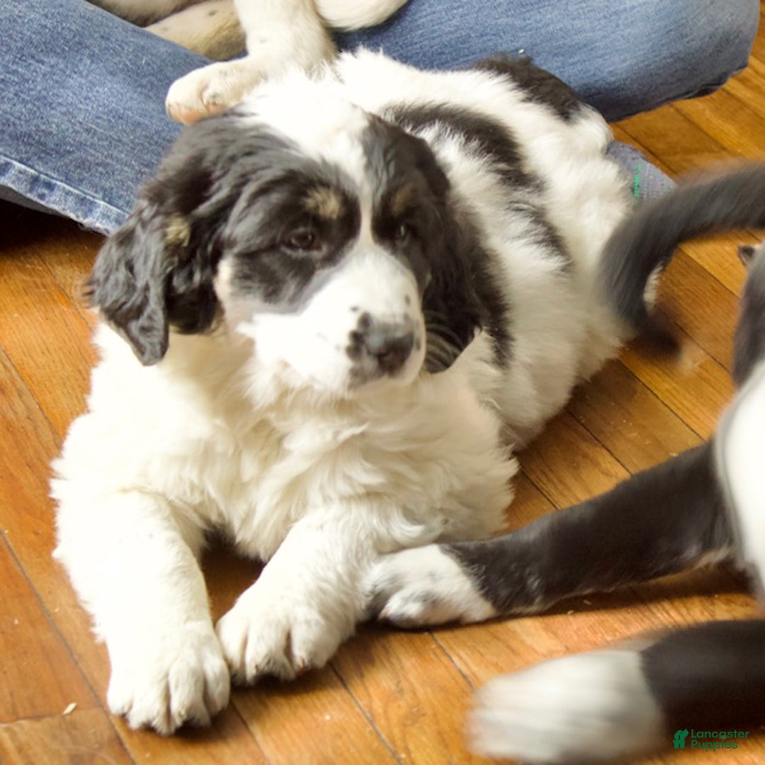 Mixed Breed dogs for sale: Charlie - Ad 5