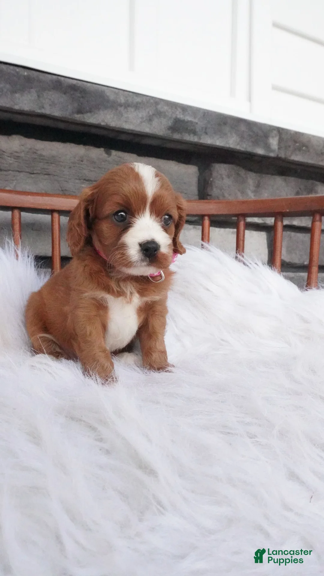 Cavapoo dogs for sale: Ellie  - Ad 1