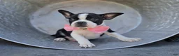 Boston Terrier dogs for sale: Dixie - Ad 3