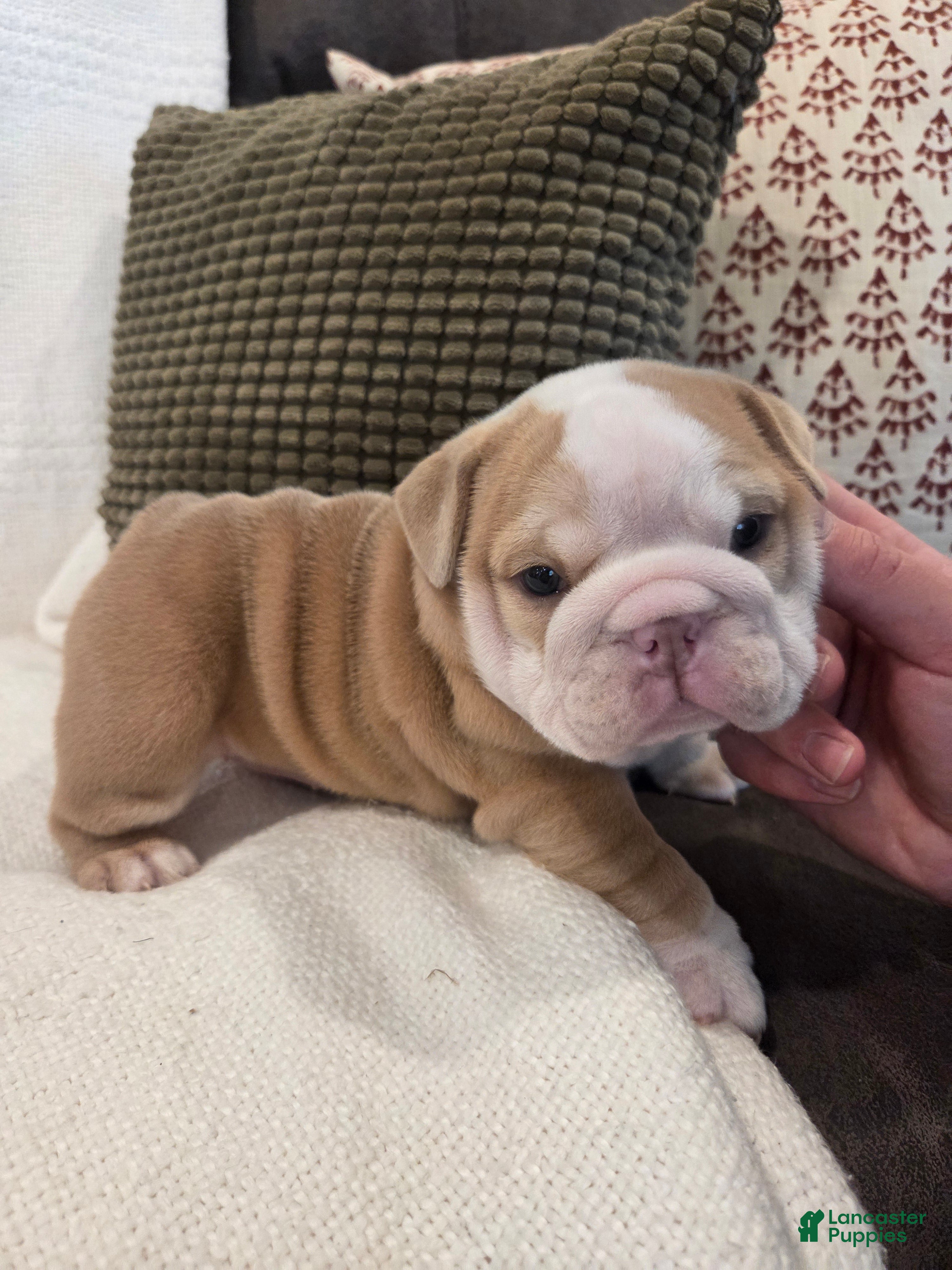 English Bulldog dogs Creme Puff - Ad 15