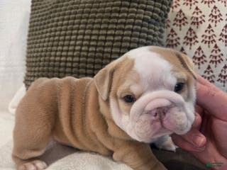 English Bulldog dogs Creme Puff - Ad 16