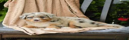 Australian Shepherd dogs for sale: Maeve - Ad 2