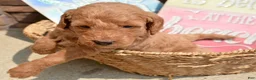 Mini Goldendoodle dogs for sale: Deedee Mini Goldendoodle 8 - Ad 4