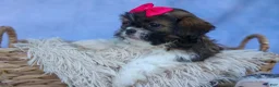 Shih Tzu dogs for sale: STELLA - Ad 2
