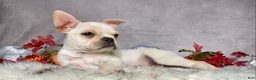 Frenchton dogs for sale: Mr. Oliver  - Ad 10