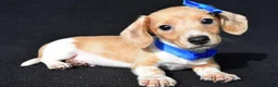 Miniature Dachshund dogs for sale: Denver - Ad 9