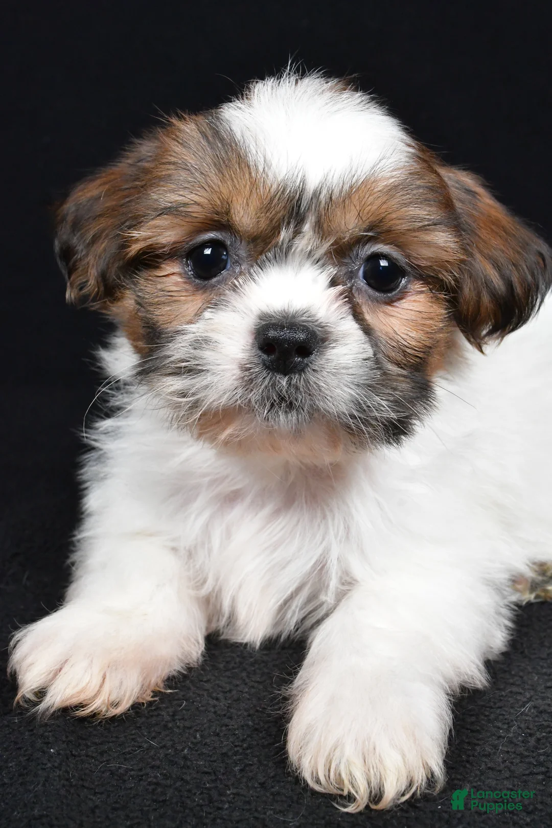 Shih Tzu dogs for sale: Bella - Ad 3