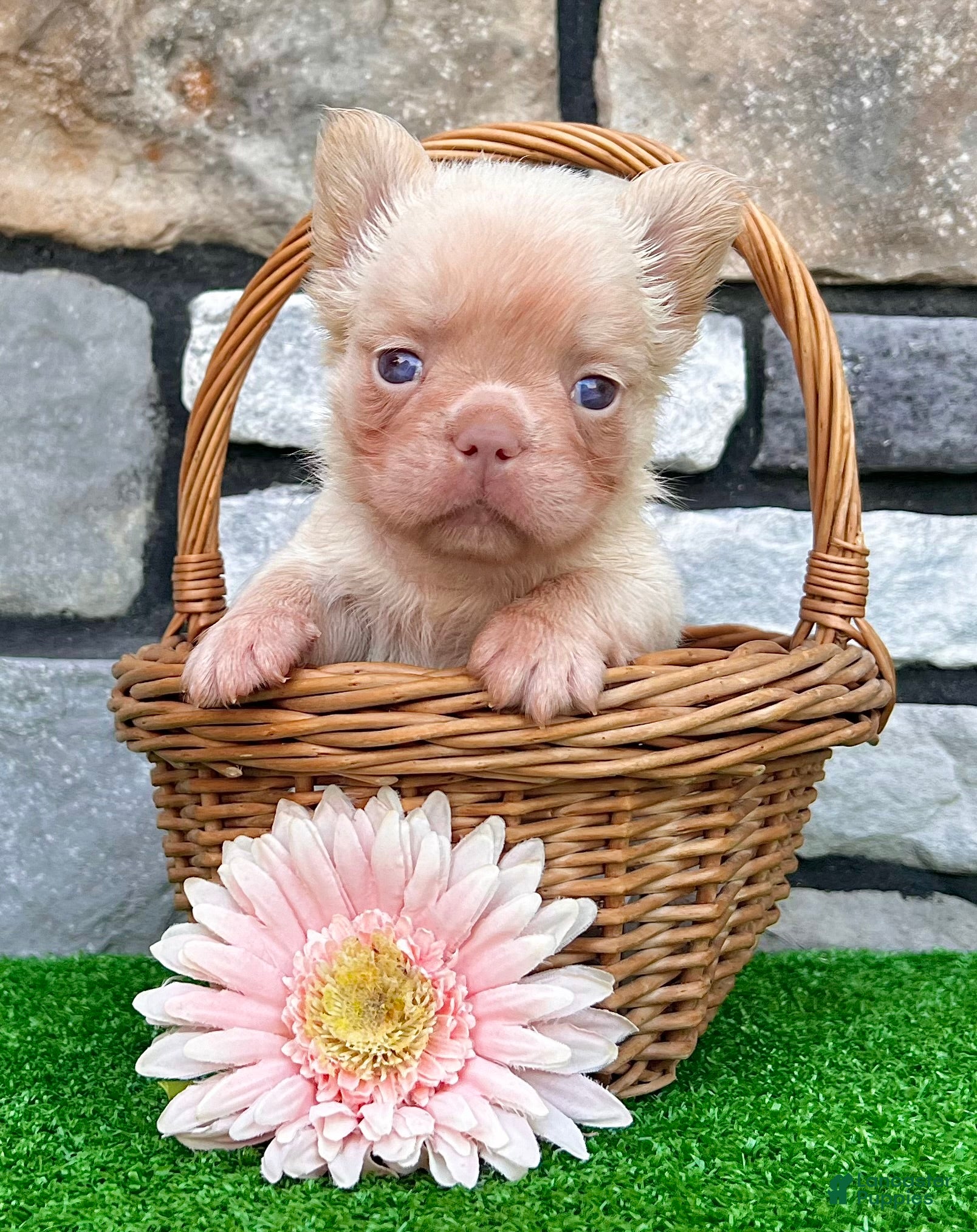 French Bulldog dogs Babe - Ad 2