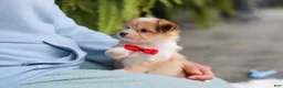 Mixed Breed dogs for sale: Milo - Ad 15