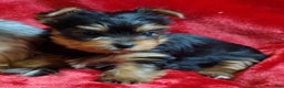 Yorkshire Terrier dogs for sale: Merry Belle - Ad 1