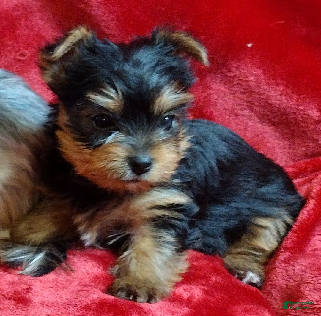 Yorkshire Terrier dogs for sale: Merry Belle - Ad 1