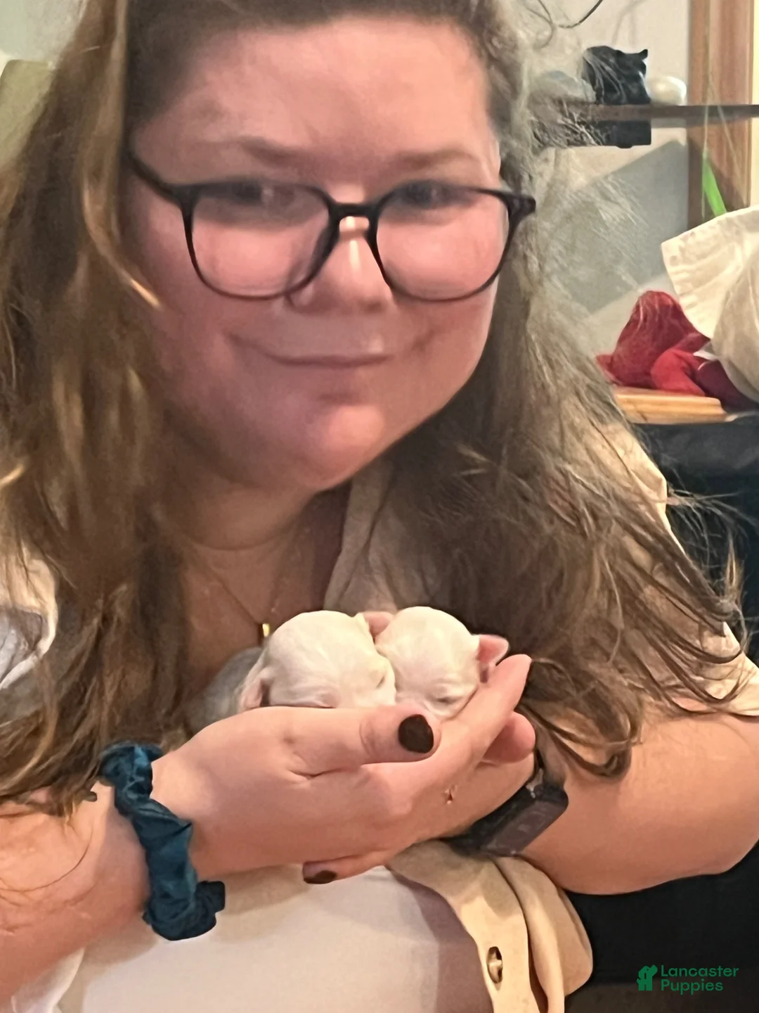 Maltese dogs for sale: Maltese Puppy 1 - Ad 4