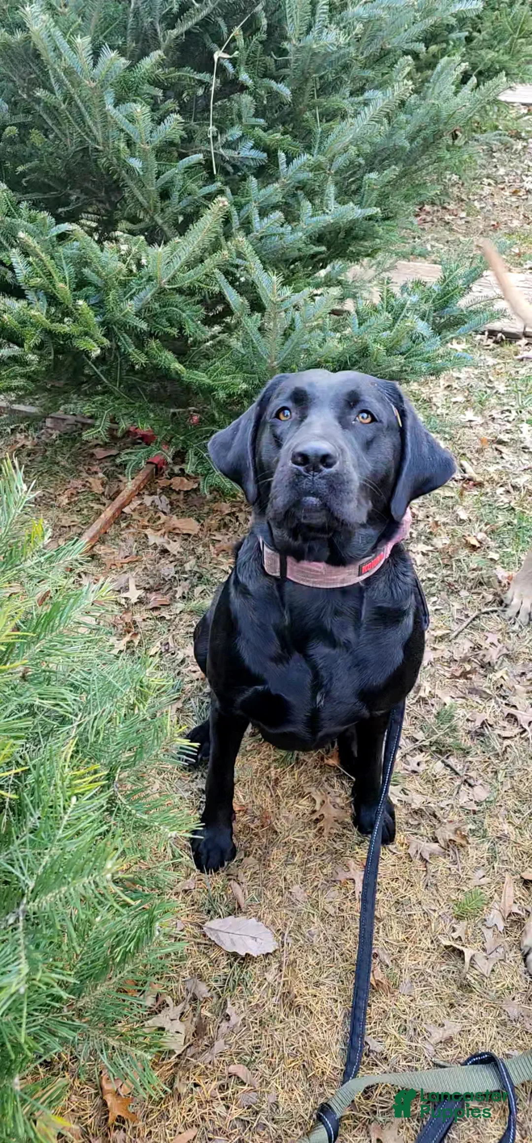 Labrador Retriever dogs for sale: Pigpen - Ad 2