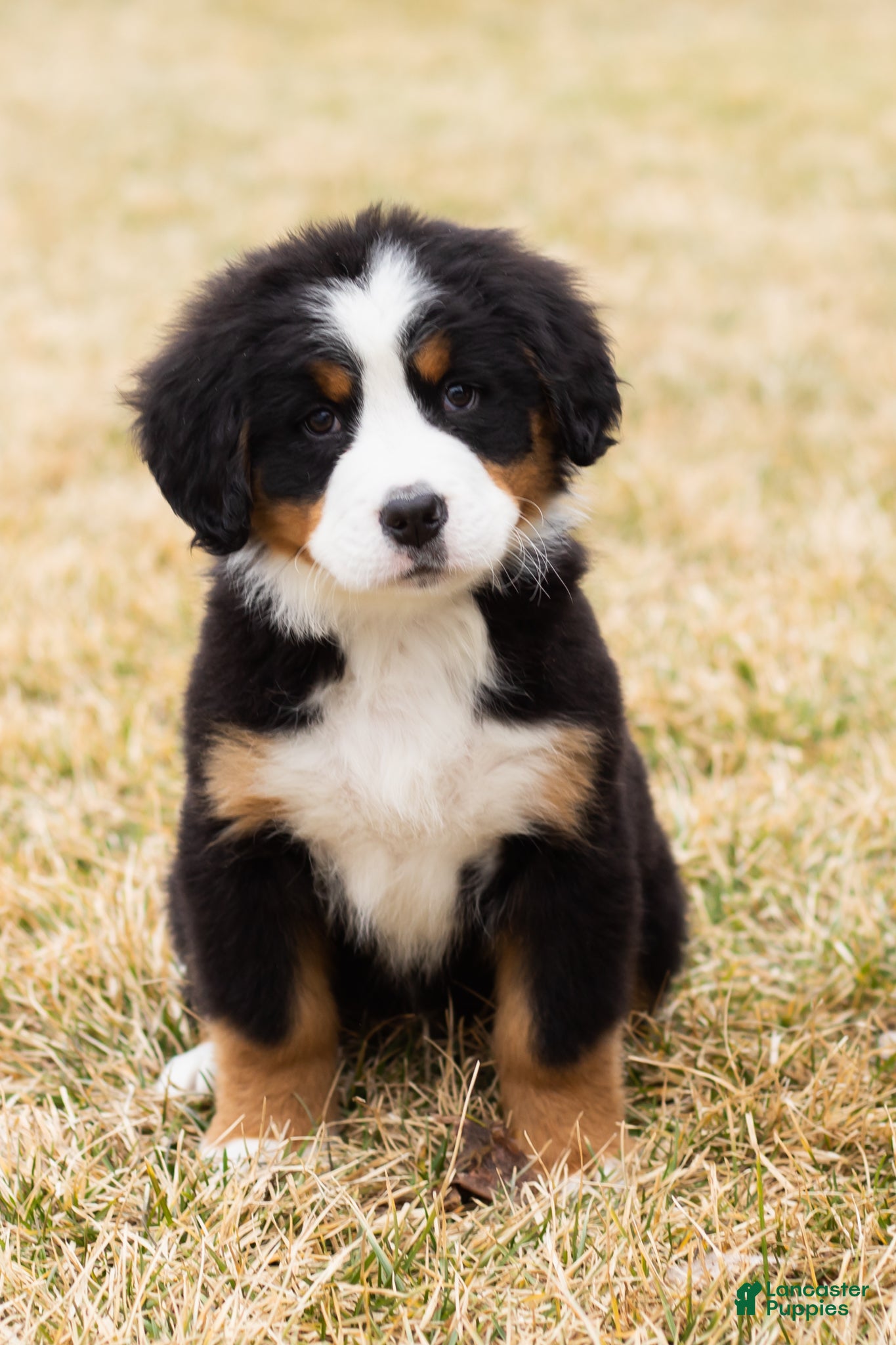 Bernese Mountain Dog dogs Hunter - Ad 35