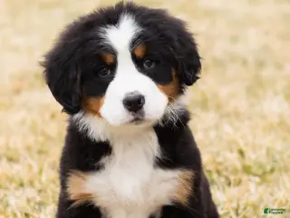 Bernese Mountain Dog dogs Hunter - Ad 35