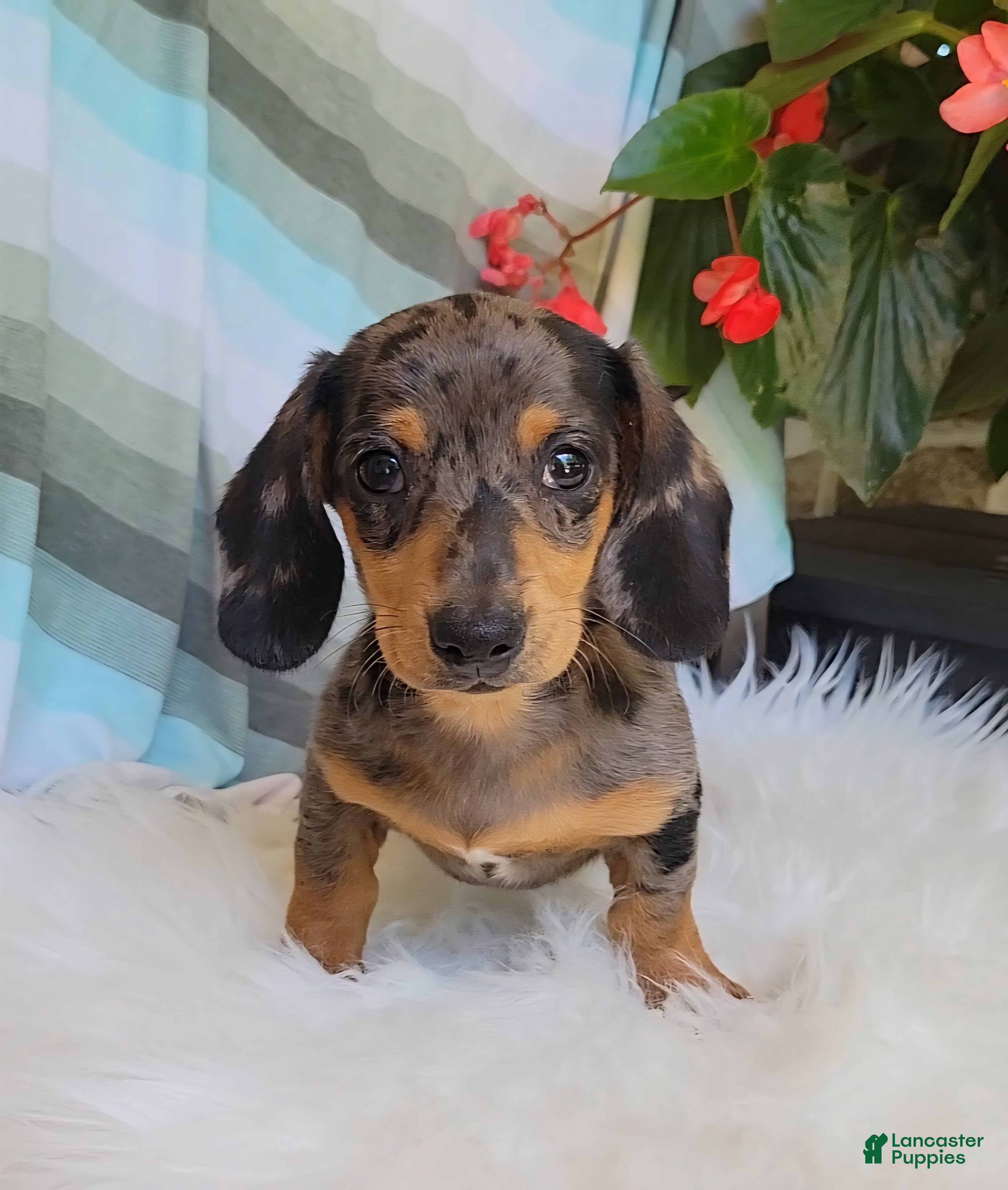 Miniature Dachshund dogs Trigger  - Ad 1