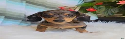 Miniature Dachshund dogs for sale: Trigger  - Ad 2