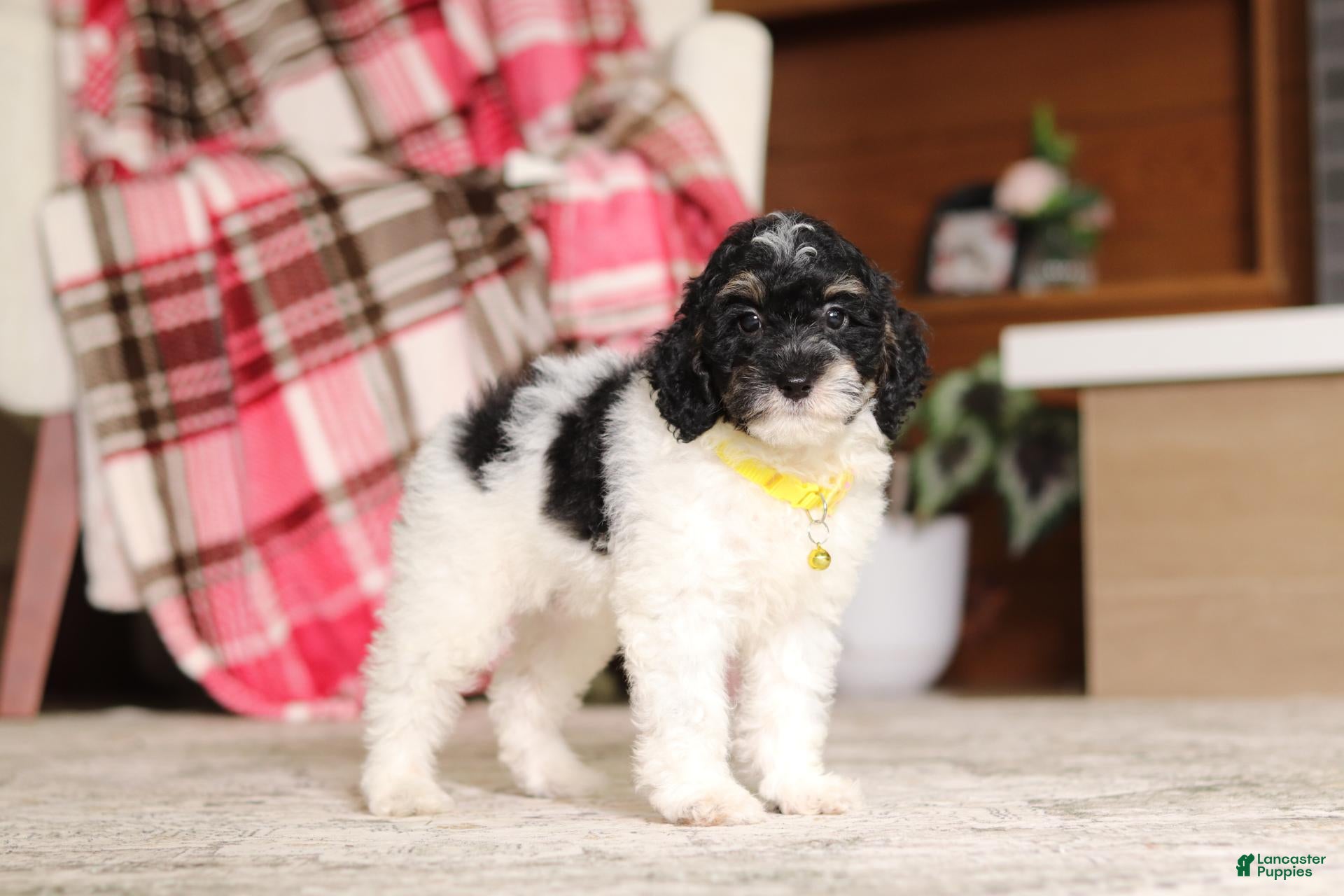 Miniature Poodle dogs Maverick - Ad 2