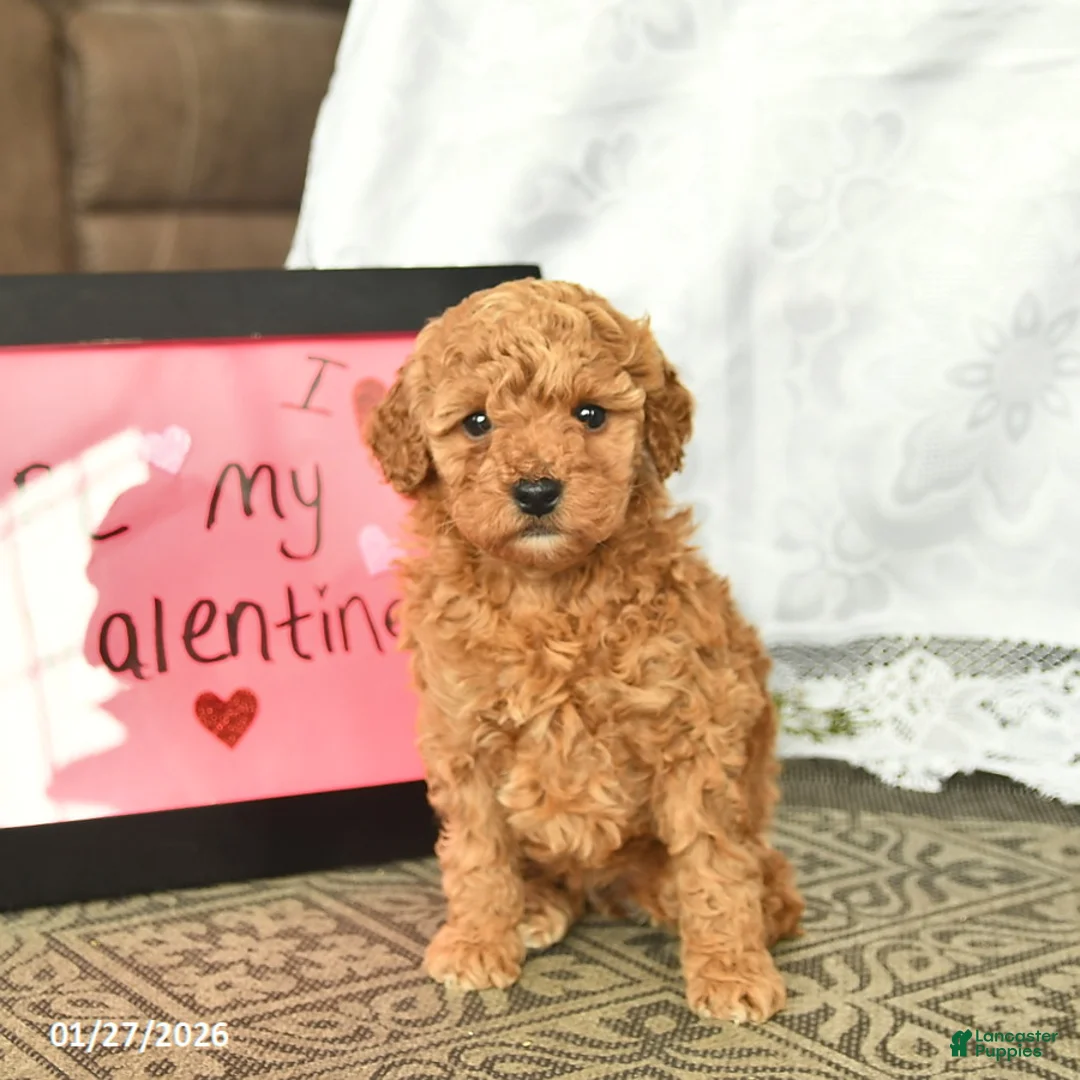 Miniature Poodle dogs for sale: Eden  - Ad 5