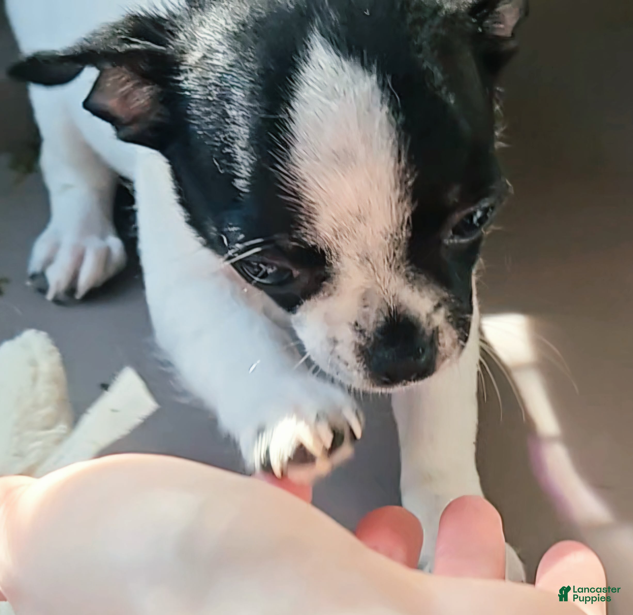 Chihuahua dogs Spot - Ad 9