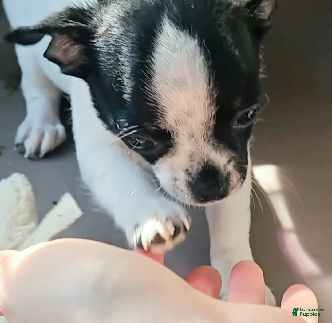 Chihuahua dogs for sale: Spot and dottie - Ad 1