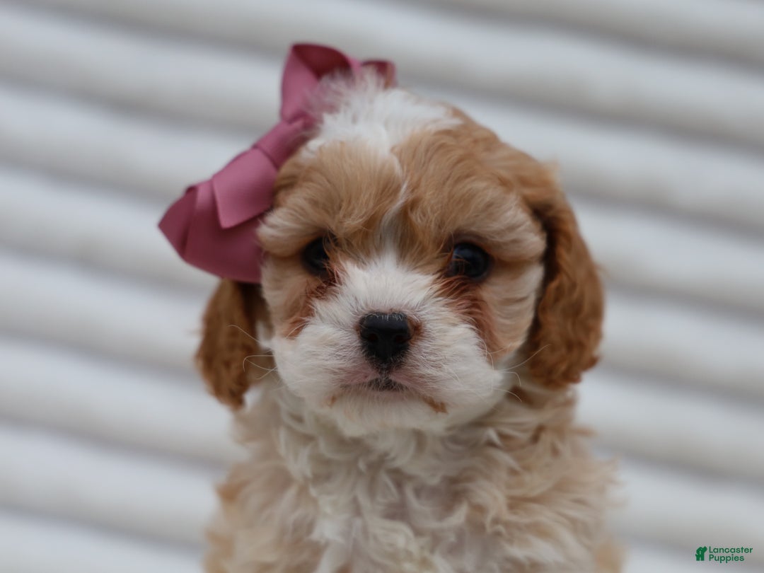 Cavapoo dogs for sale: Pearl Cavapoo Puppy - Ad 3