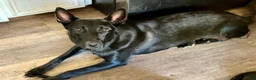 Belgian Malinois dogs for sale: OSA #2 - Ad 8