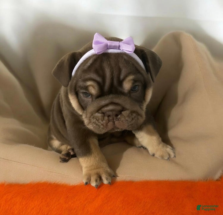 English Bulldog dogs for sale: Brown Betty - Ad 1