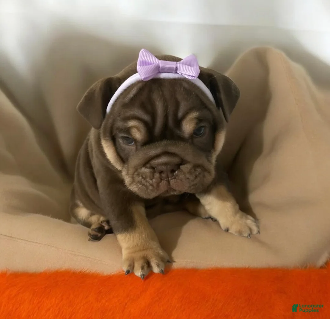 English Bulldog dogs for sale: Brown Betty - Ad 1