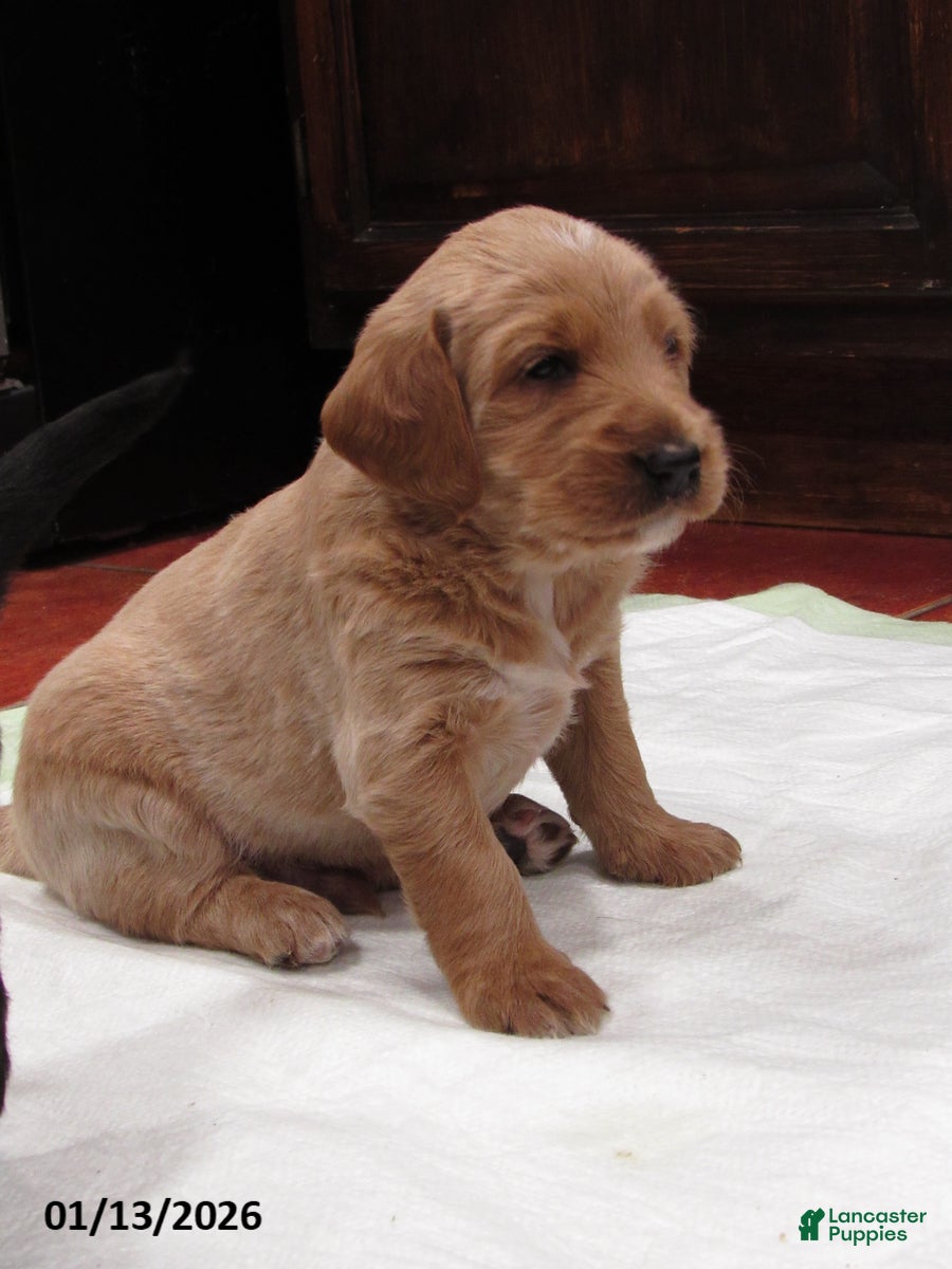 Labradoodle dogs Scott - Ad 9