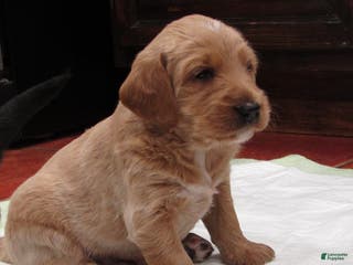Labradoodle dogs Scott - Ad 9