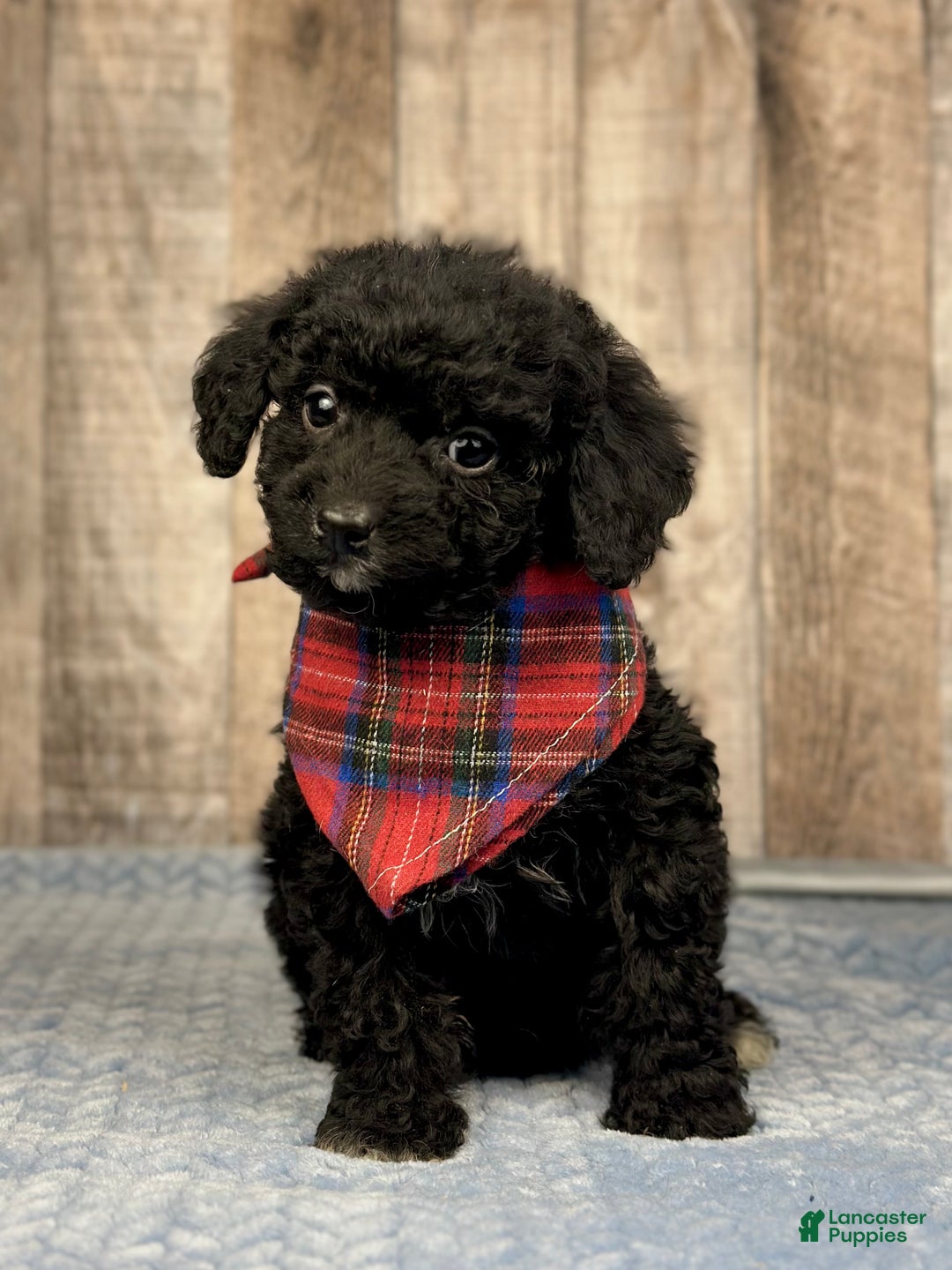Mini Bernedoodle dogs for sale: Boy Ryder - 5119 - Ad 1