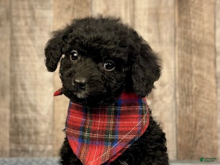 Mini Bernedoodle dogs Boy Ryder - 5119 - Ad 27
