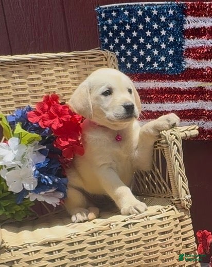 Labrador Retriever dogs for sale: Labrador Retriever Puppy 6 - Ad 2
