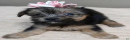 Yorkshire Terrier dogs for sale: Teacup Bailey 6 ounces - Ad 8