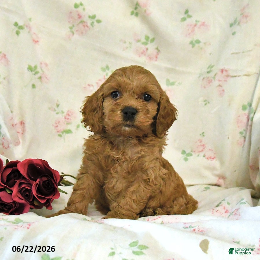 Cockapoo dogs Calvin - Ad 1