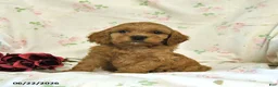 Cockapoo dogs for sale: Calvin - Ad 1