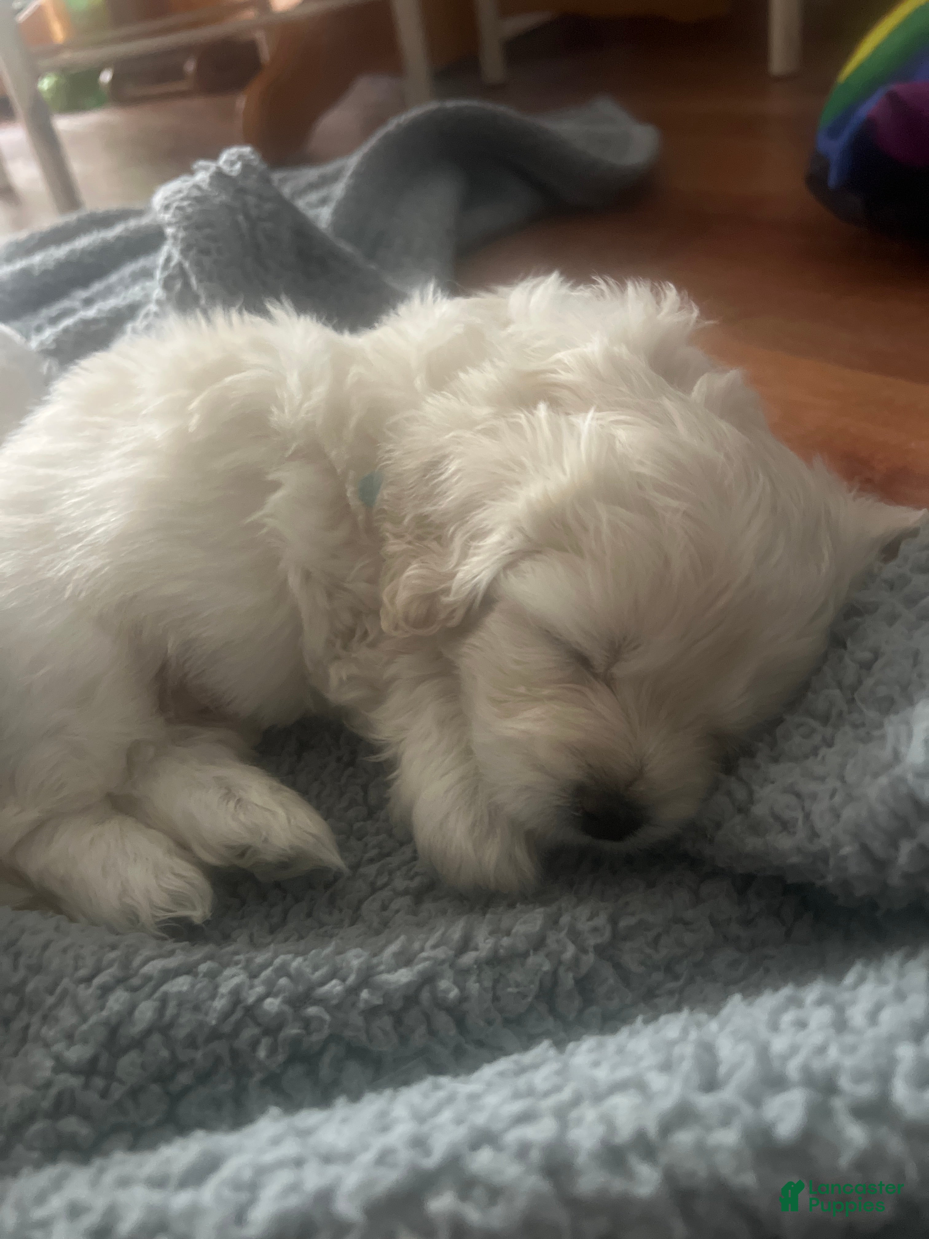 Mixed Breed dogs Cloudy - Ad 20