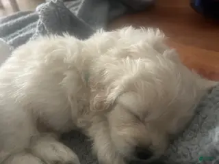 Mixed Breed dogs Cloudy - Ad 20