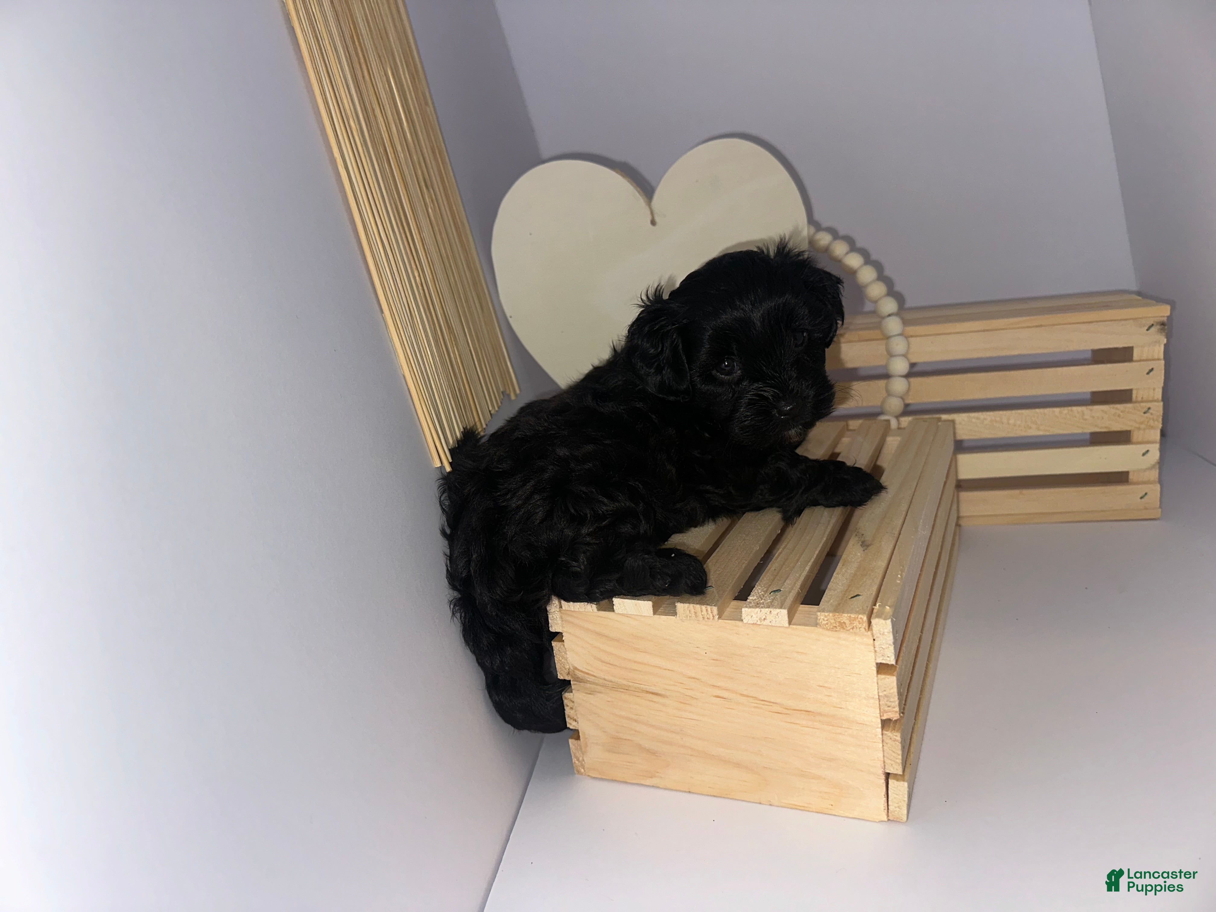 Mixed Breed dogs Princess  - Ad 2