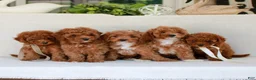 Cavapoo dogs for sale: Nina  - Ad 5