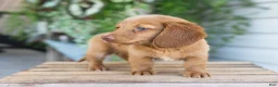 Dachshund dogs for sale: Winston - Ad 10