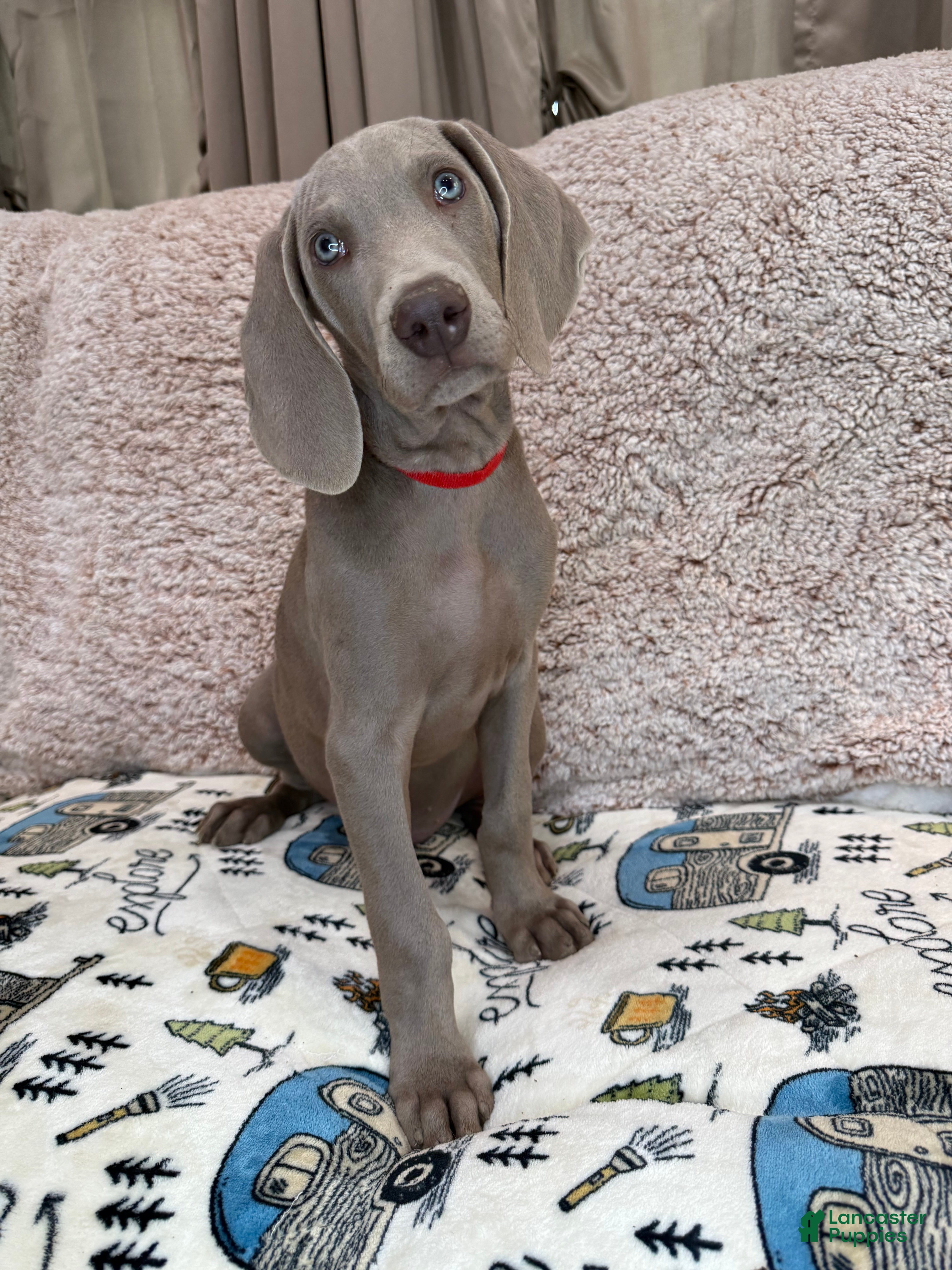 Weimaraner dogs Red - Ad 9