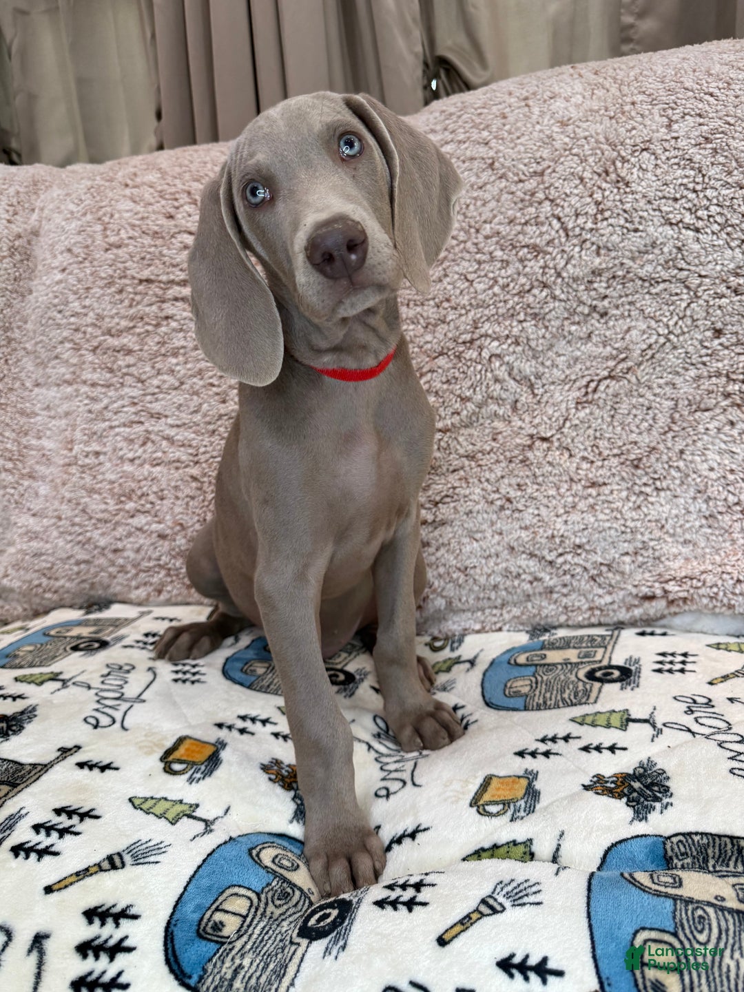Weimaraner dogs for sale: Red - Ad 1