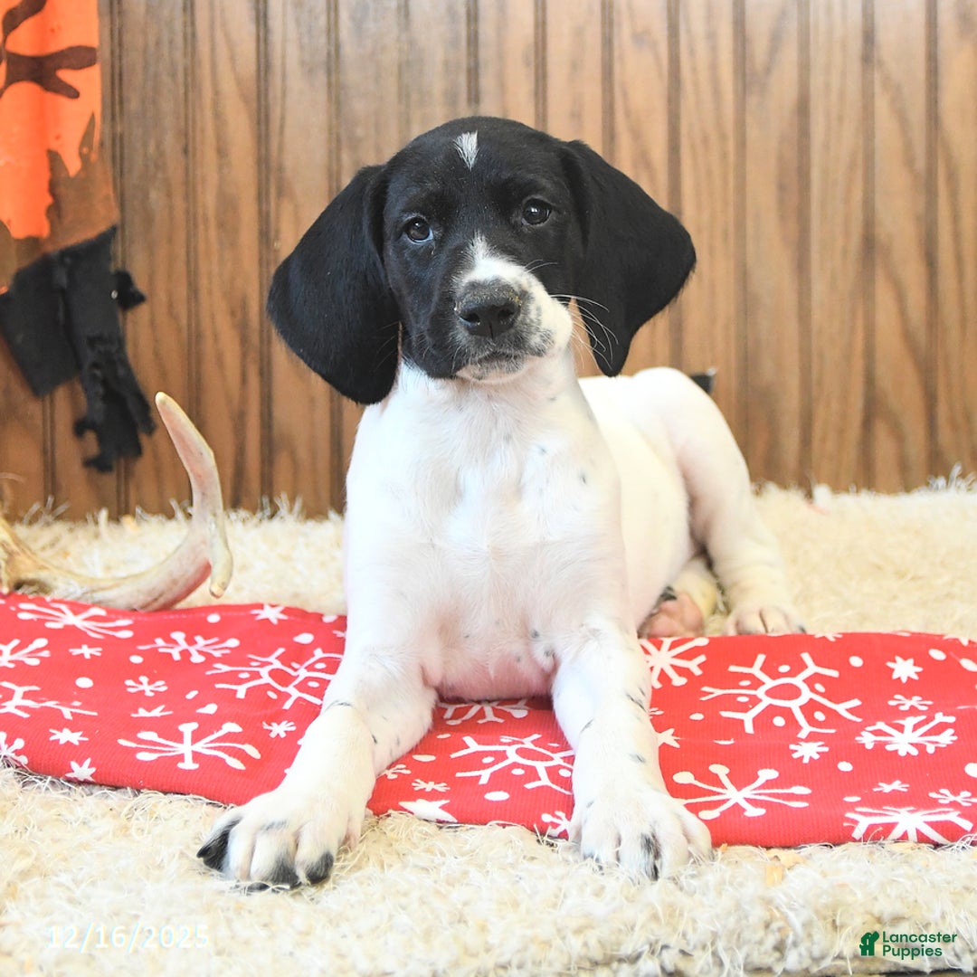 German Shorthaired Pointer dogs for sale: Daisy - Ad 2