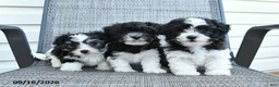 Havapoo dogs for sale: Angel - Ad 3