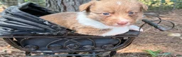 Mixed Breed dogs for sale: Orange collar boy - Ad 15