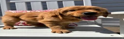 Golden Retriever dogs for sale: Golden Retriever Puppy 3 "BLUE" - Ad 2