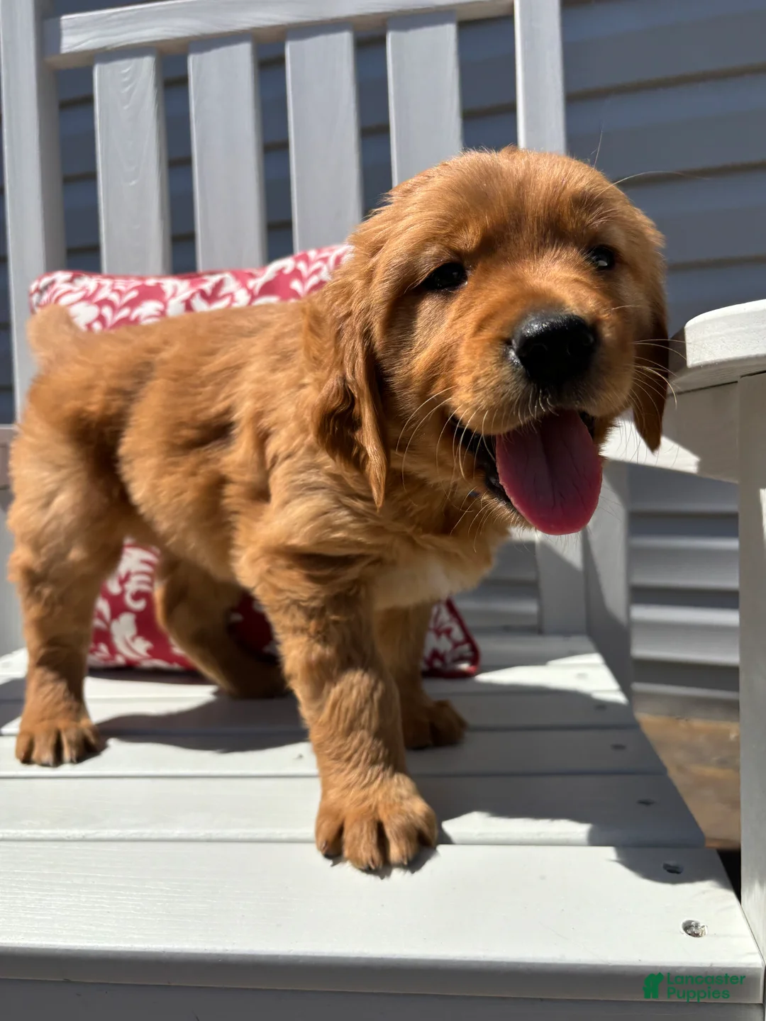 Golden Retriever dogs for sale: Golden Retriever Puppy 3 "BLUE" - Ad 2